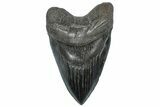 Huge, Fossil Megalodon Tooth - South Carolina #297416-1